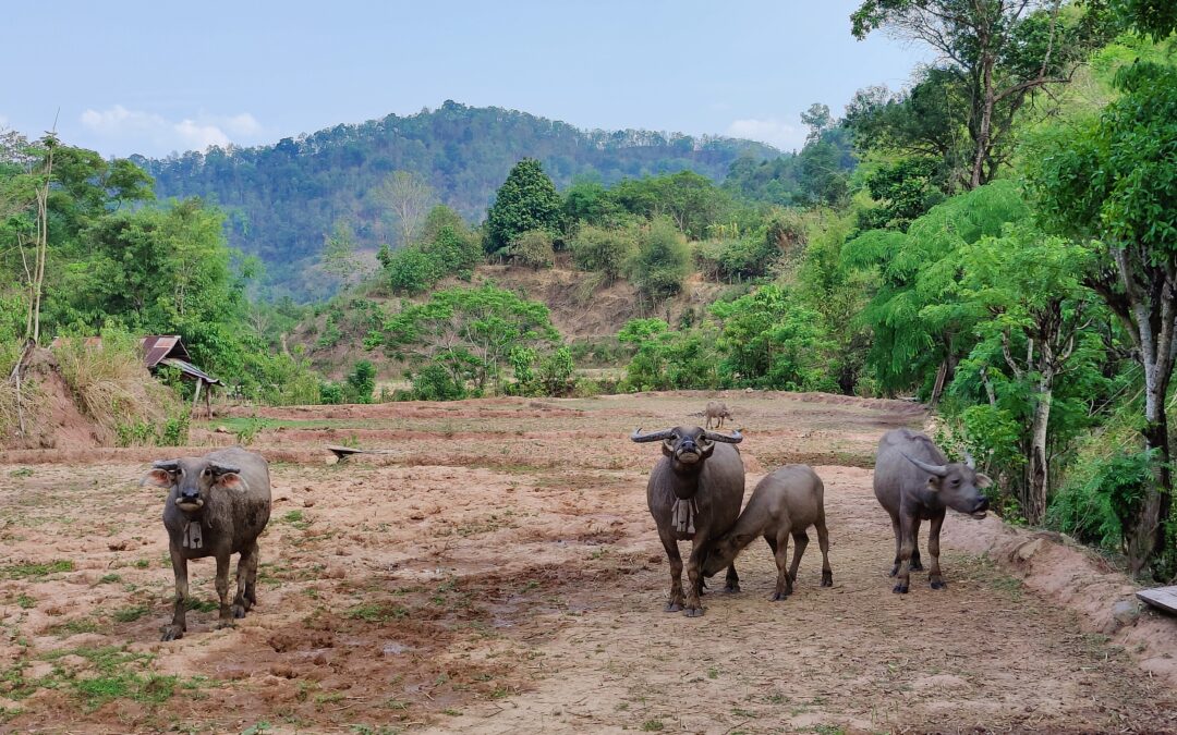 BufFarm – Link between buffalo farming and zoonotic diseases